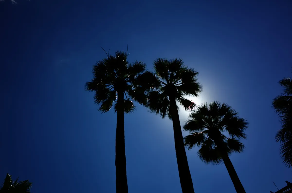 Four palm trees silhouetted against a deep blue sky with the sun behind them.