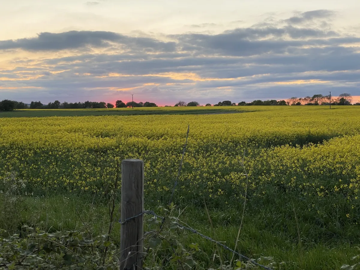 A field of oilseed rape in flower at sunset, with a fence post in the foreground.
