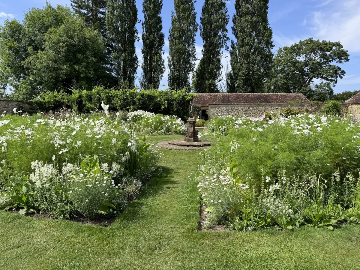 A formal garden of white flowers, with poplars behind.