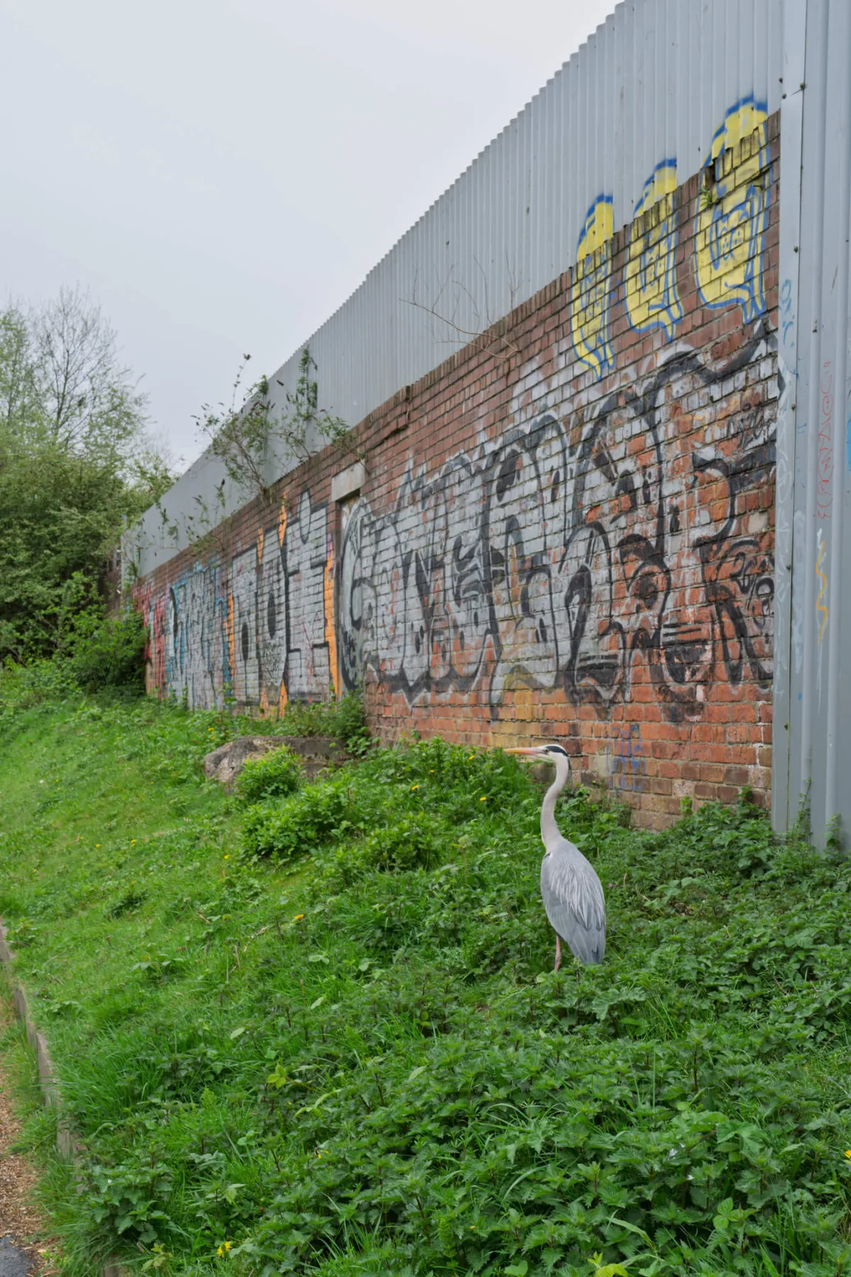 A heron standing in grass beside a graffiti-covered brick wall.
