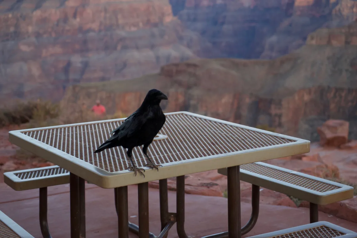 A crow standing on a metal picnic table, with the canyon behind it.