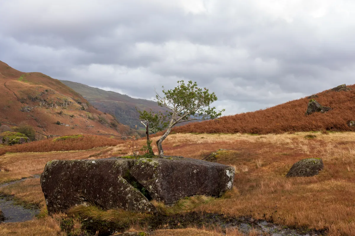 A valley of rust-coloured bracken rising to rocky fell tops.