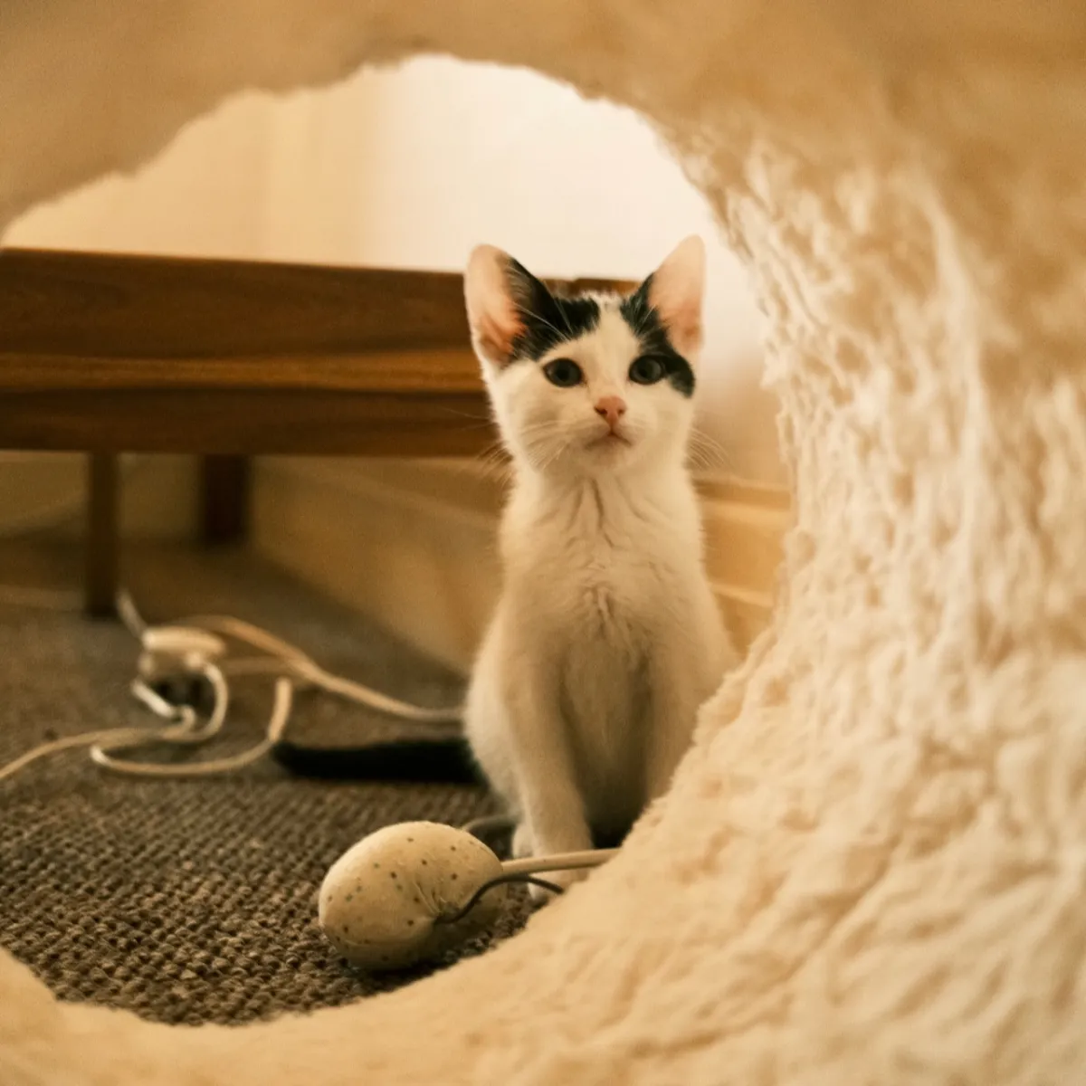 A black and white kitten sitting in the mouth of a fabric cat tunnel, a toy on the carpet beside it.