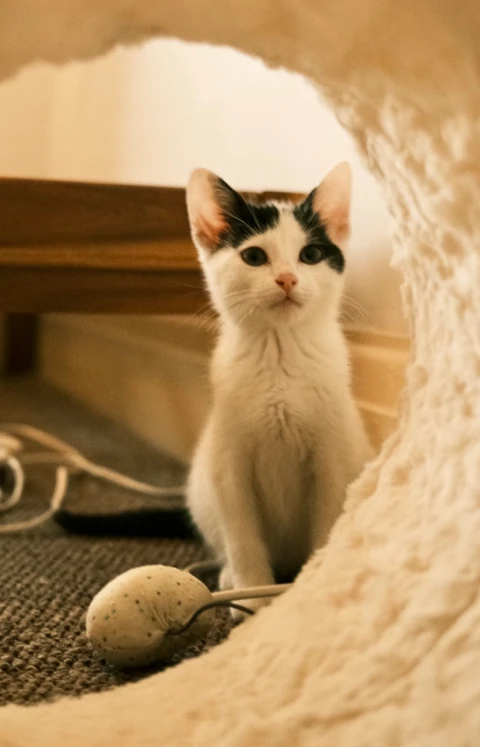 A black and white kitten sitting in the mouth of a fabric cat tunnel, a toy on the carpet beside it.