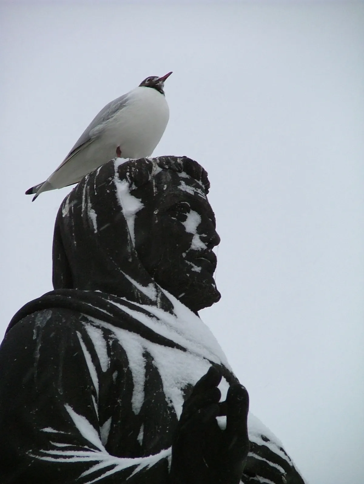 A gull perched on the head of a snow-covered stone statue against a white sky.
