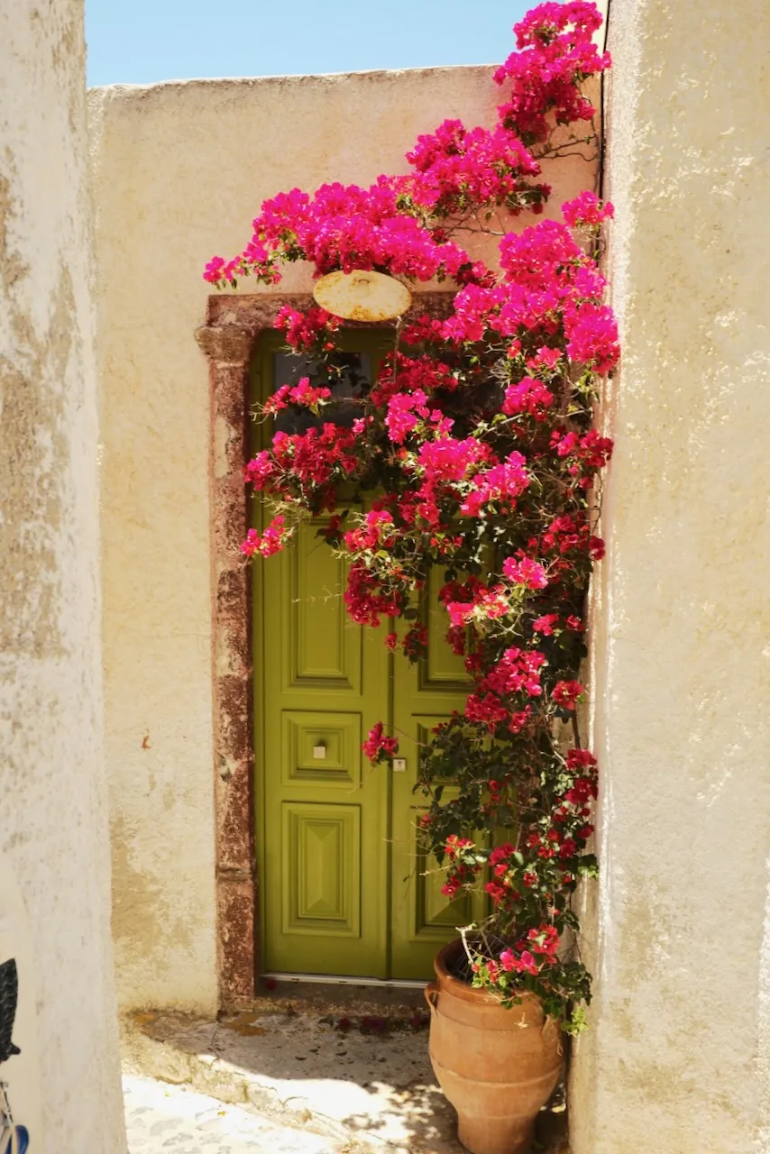 A green wooden door in a narrow alley, framed by bright pink bougainvillea.