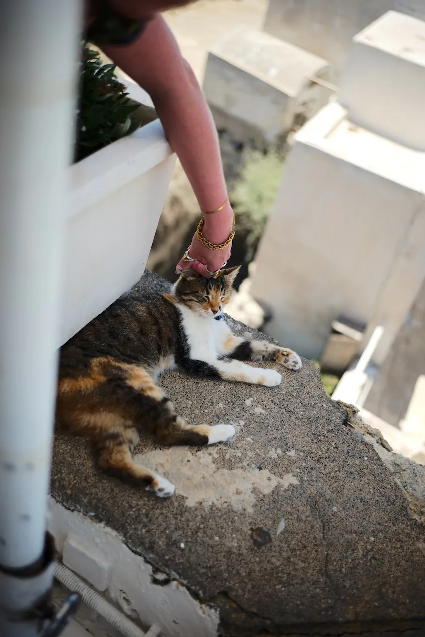 A hand reaching down to stroke a tabby and white cat lying on a wall.
