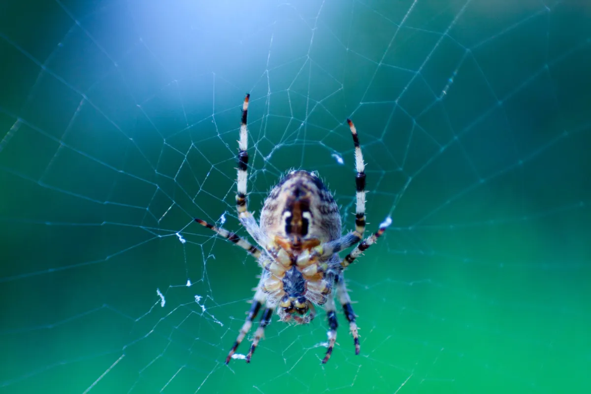 A garden spider at the centre of its web, in close-up against a green background.