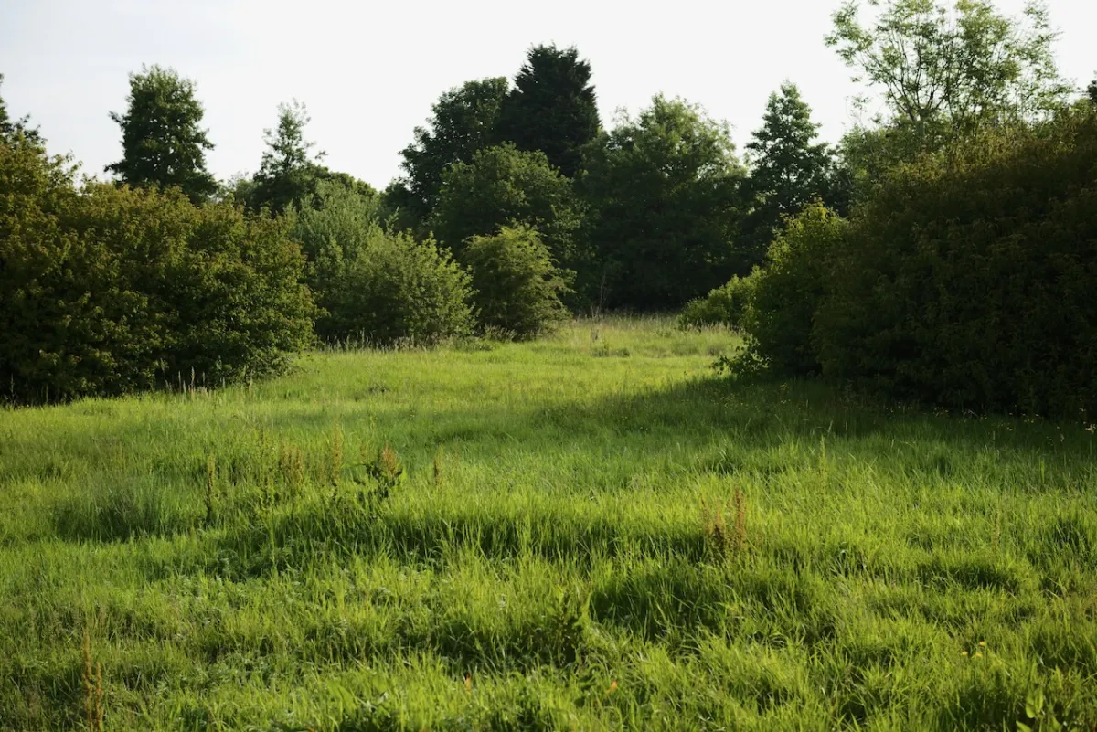 A clearing of long grass surrounded by trees and hedgerow.