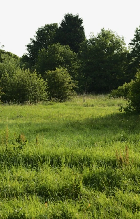 A clearing of long grass surrounded by trees and hedgerow.