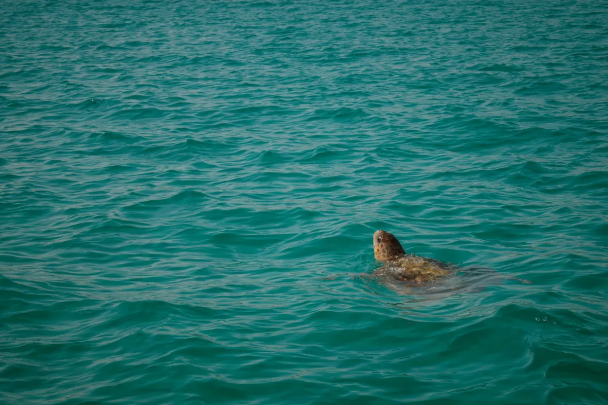 A loggerhead turtle surfacing in green water.