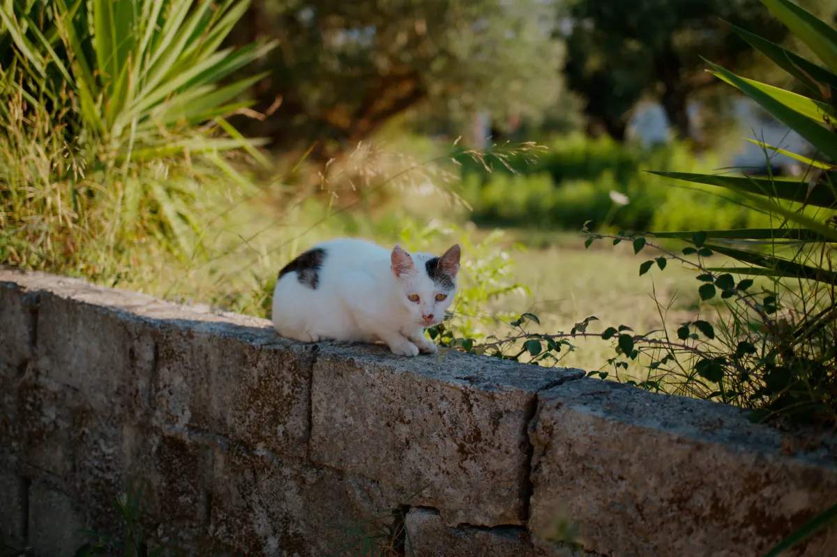 A white and tabby cat crouching on a stone wall.
