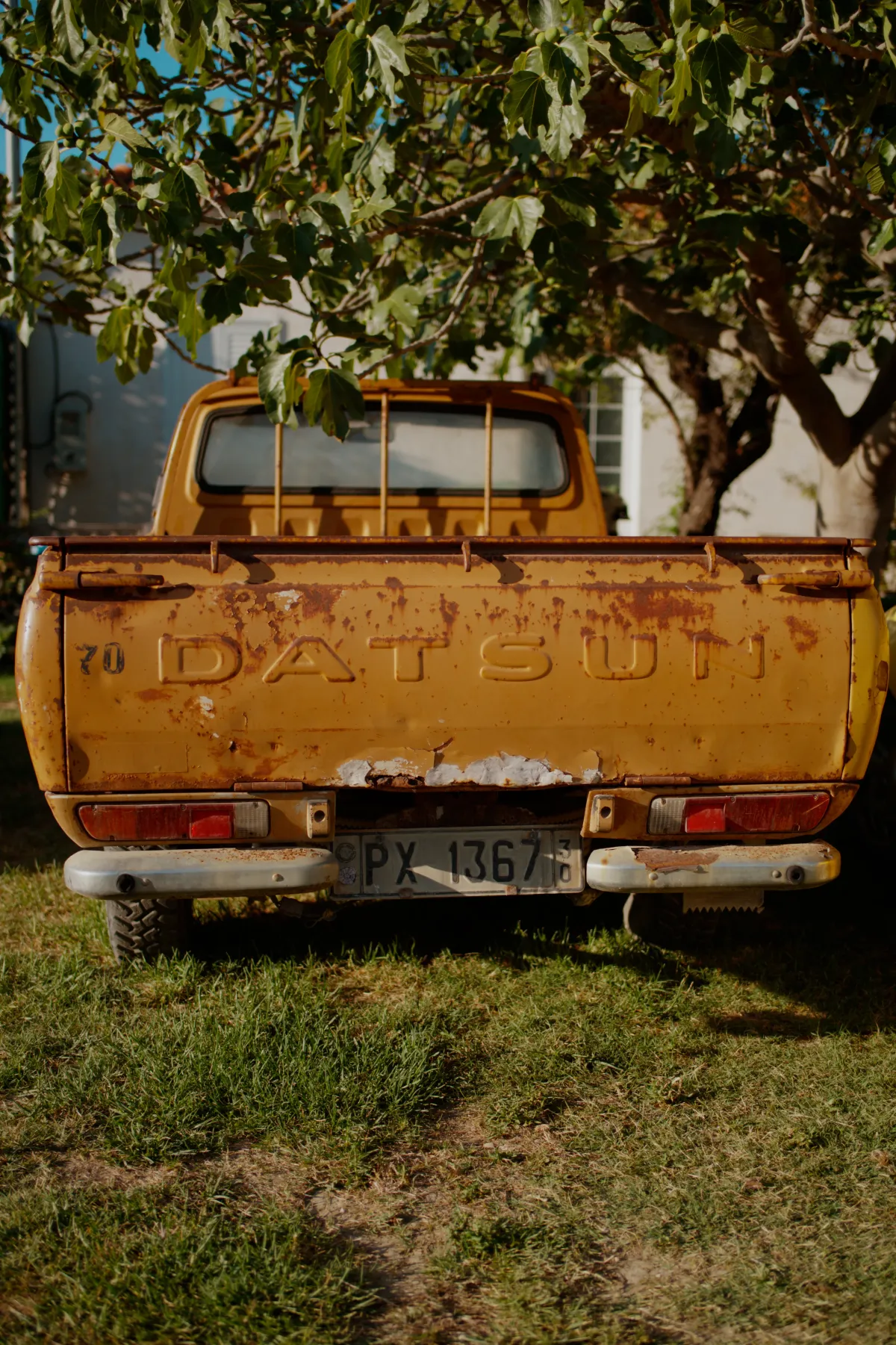 The rear of a rusted yellow Datsun pickup truck parked under a tree.