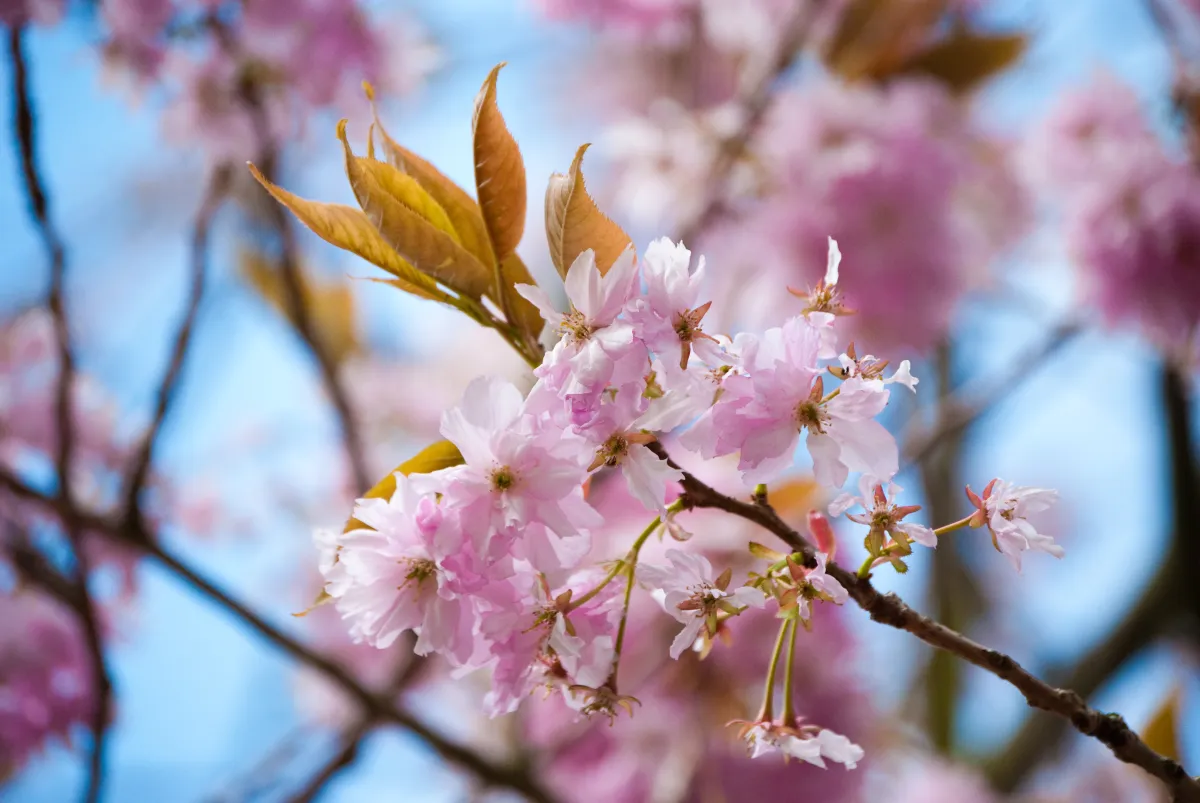 A close up shot of some blossom